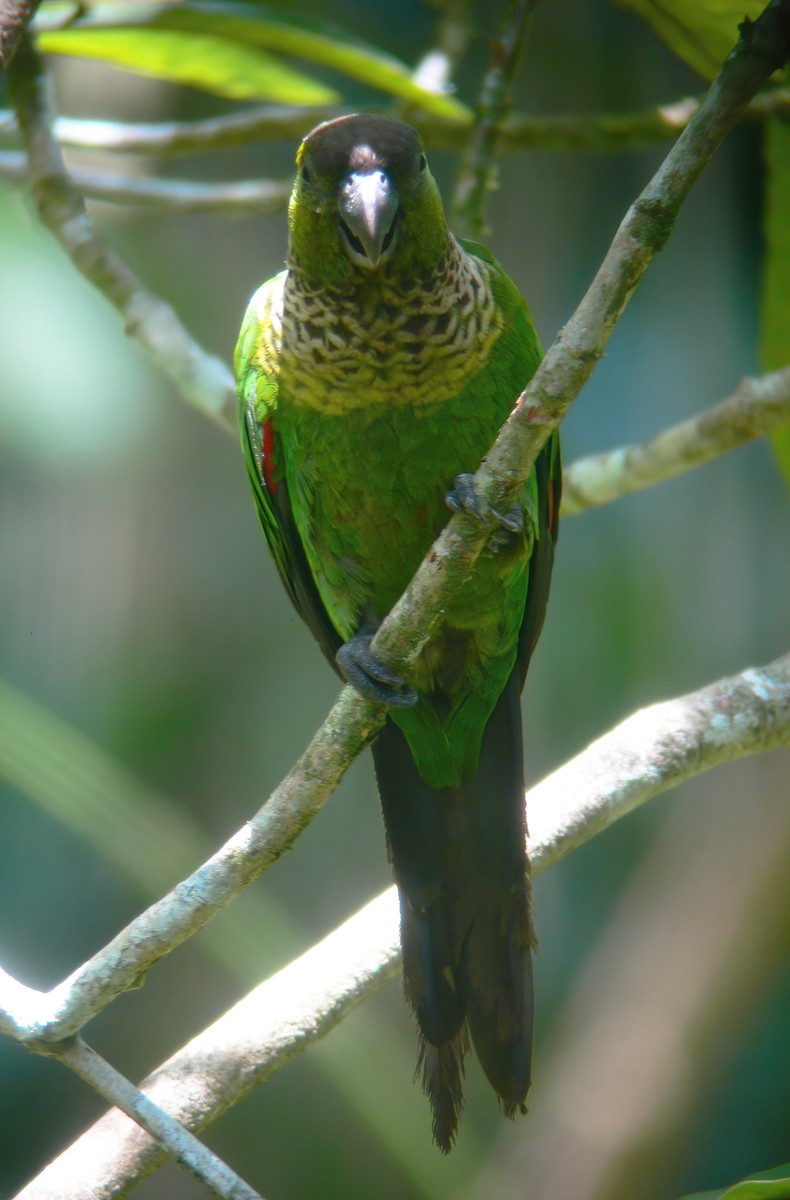 Black-capped Parakeet - Gary Rosenberg