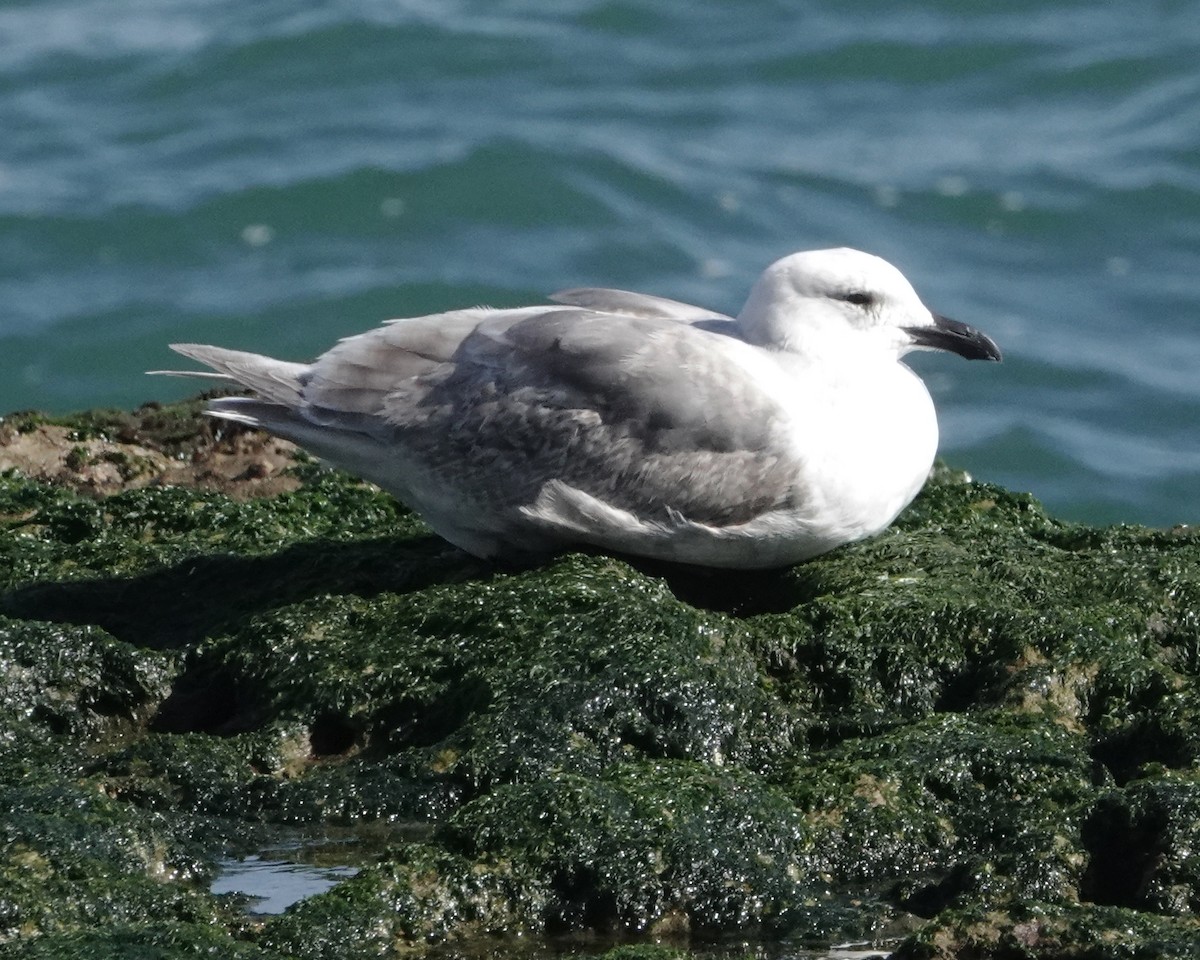 Glaucous-winged Gull - ML615323135