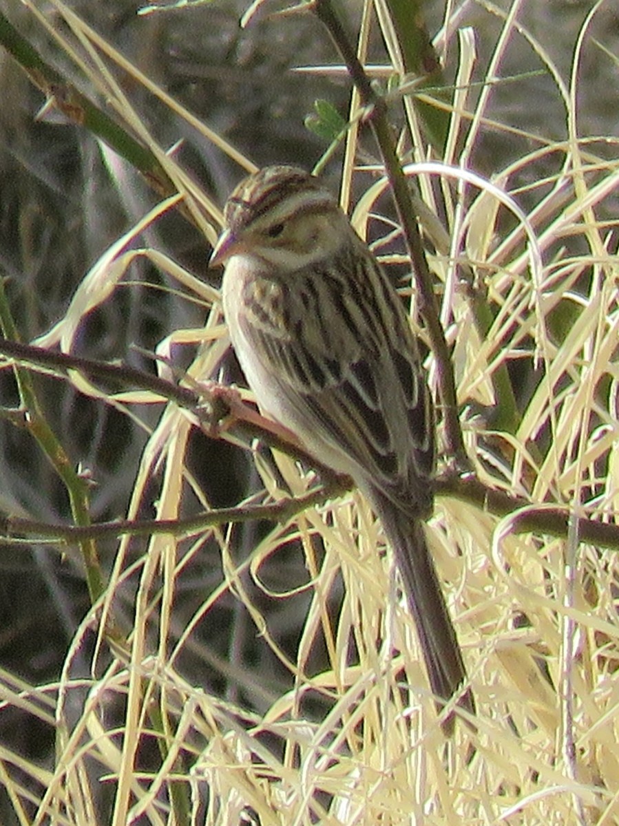 Clay-colored Sparrow - ML615323221