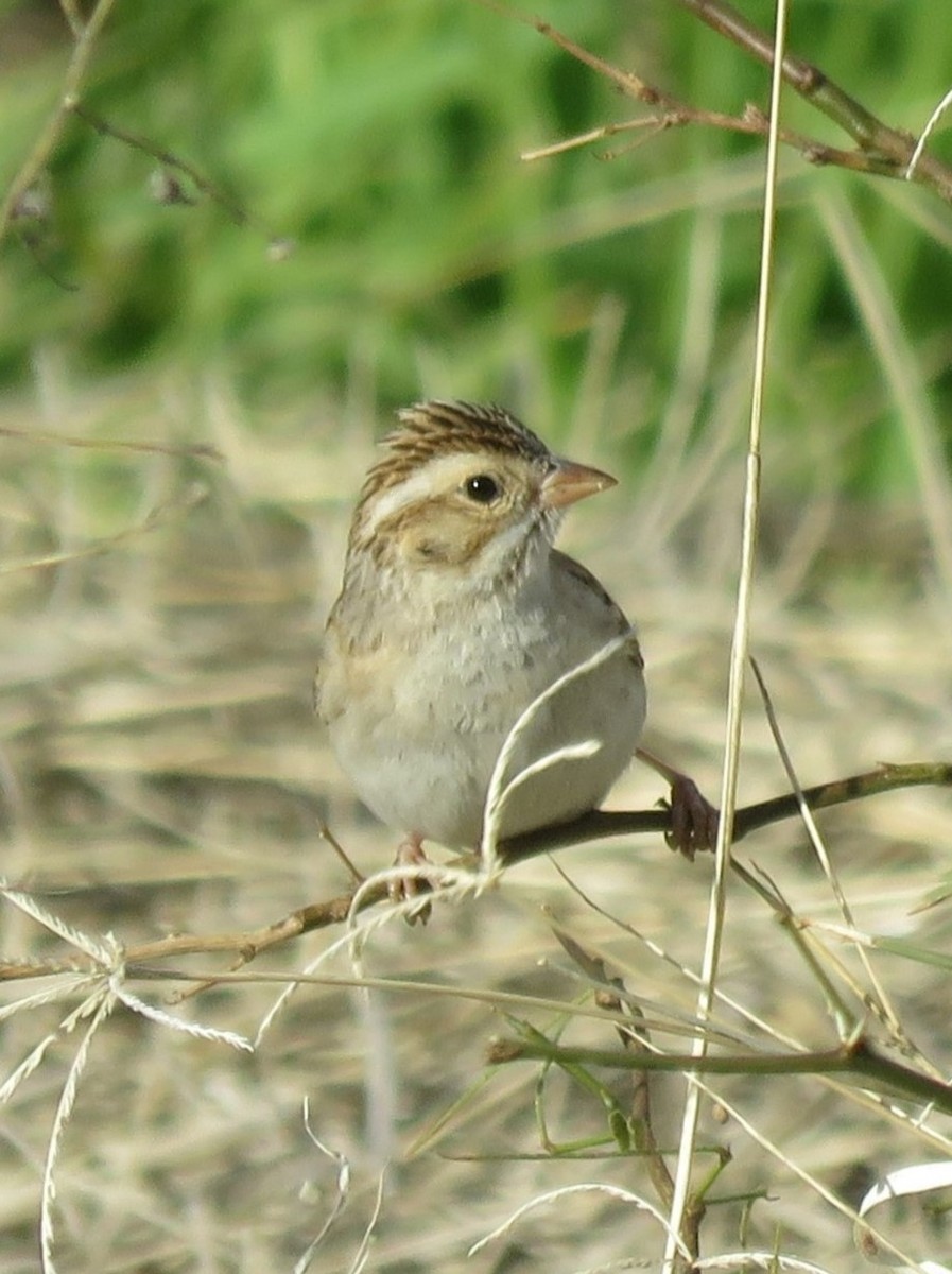 Clay-colored Sparrow - ML615323222