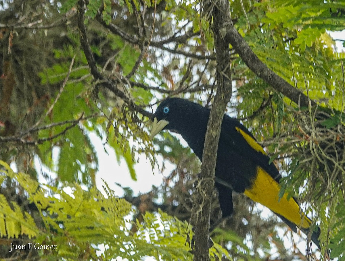 Yellow-rumped Cacique - Juan Fernando Gomez Castro