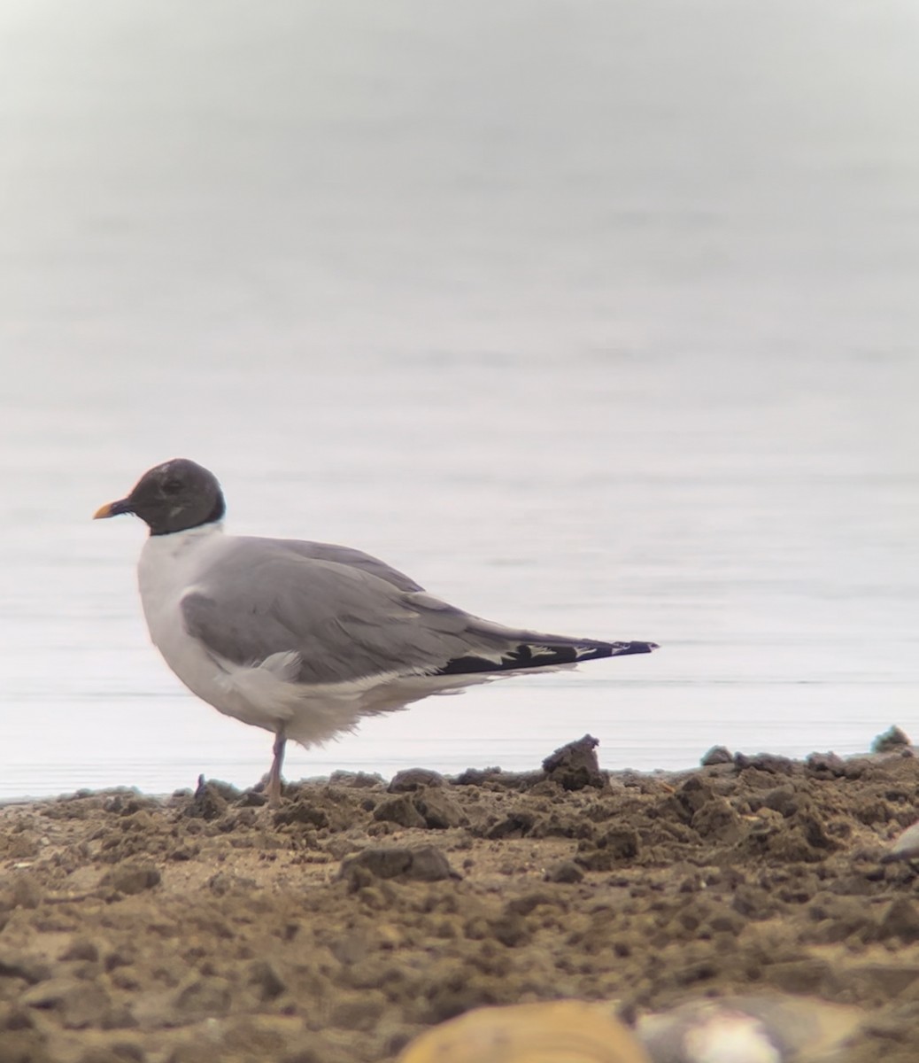 Sabine's Gull - ML615323265