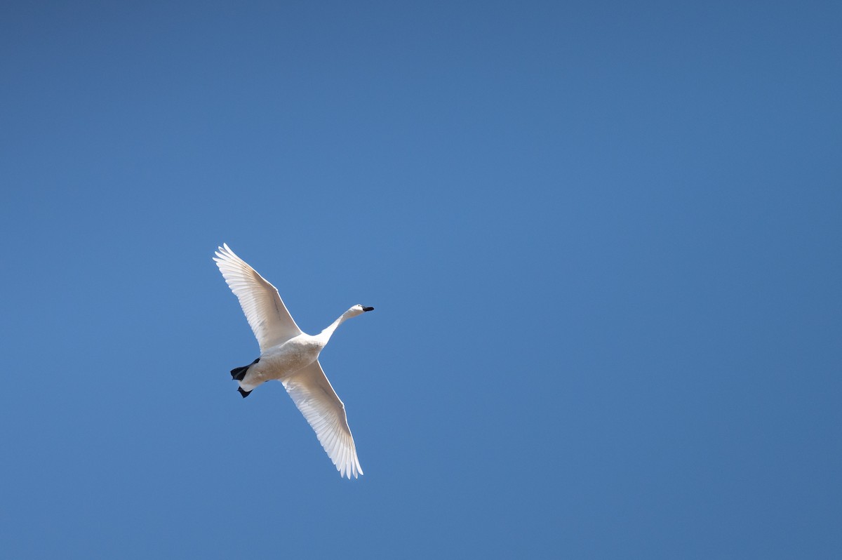 Tundra Swan - ML615323313