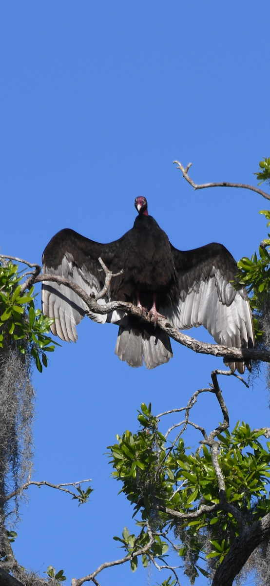 Turkey Vulture - ML615323328