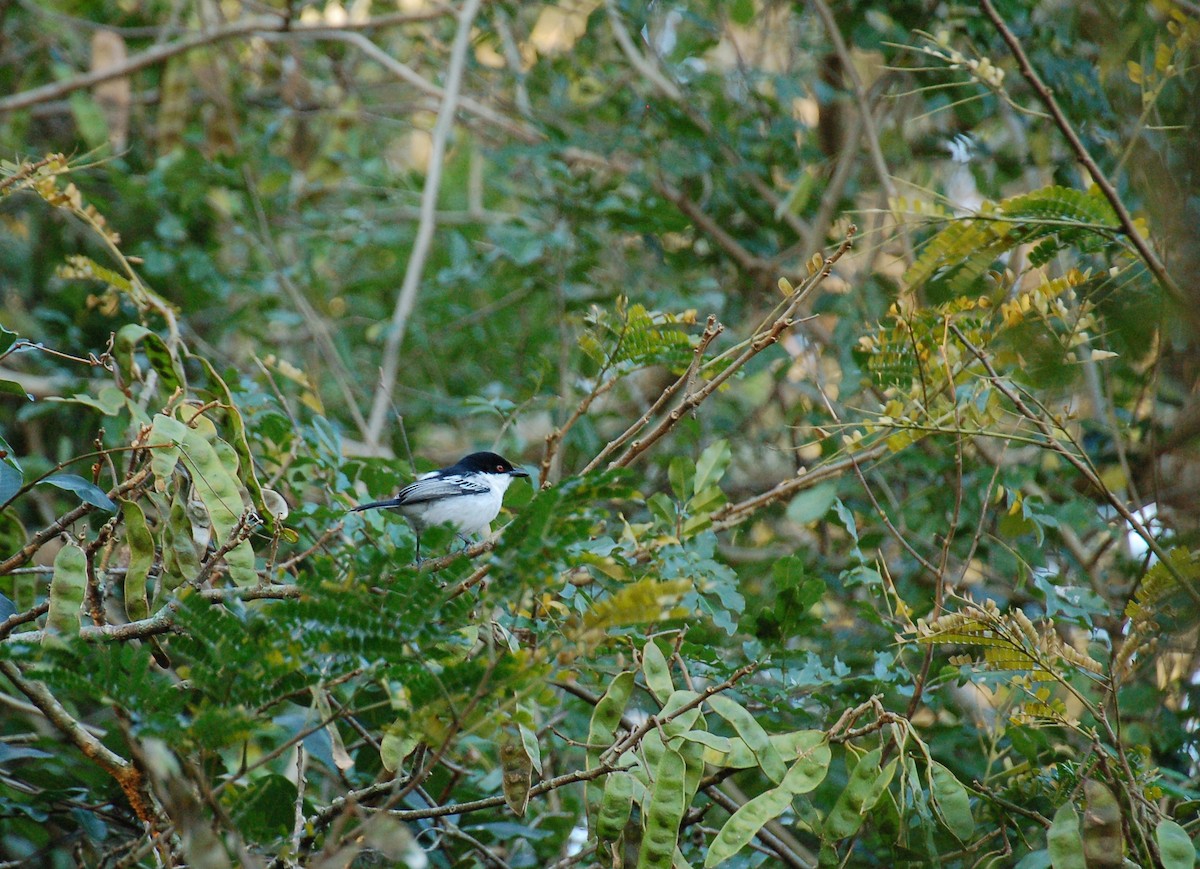 Black-backed Puffback - Matthew Dickerson