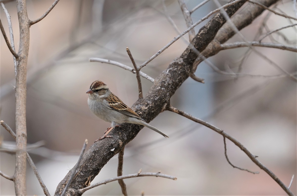 Chipping Sparrow - ML615323373