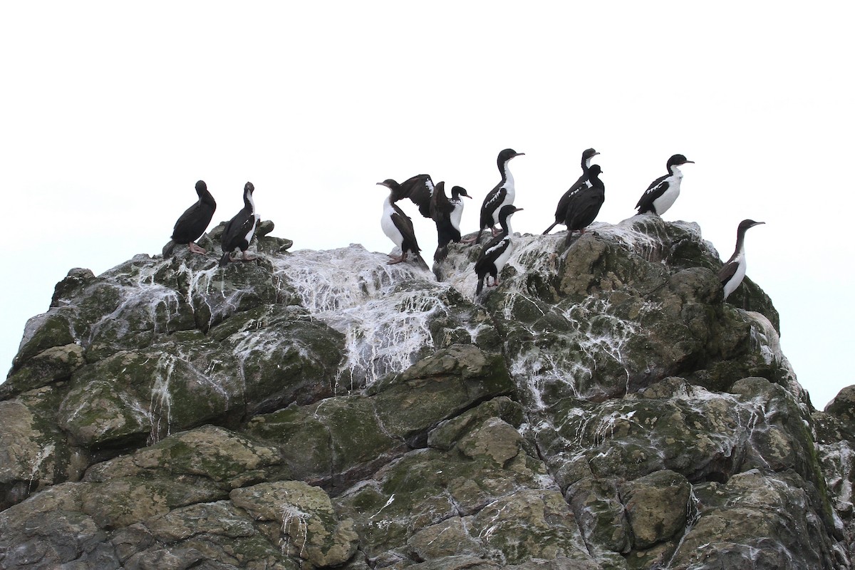 Stewart Island Shag - ML615323443