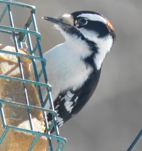 Downy Woodpecker - ML615323469