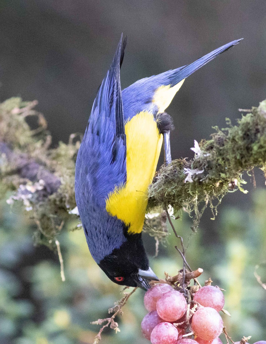 Hooded Mountain Tanager - ML615323478