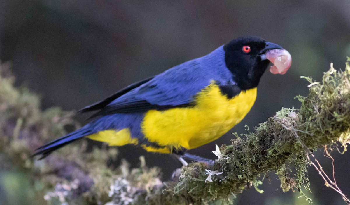 Hooded Mountain Tanager - ML615323482