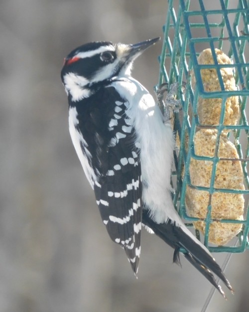 Hairy Woodpecker - ML615323493