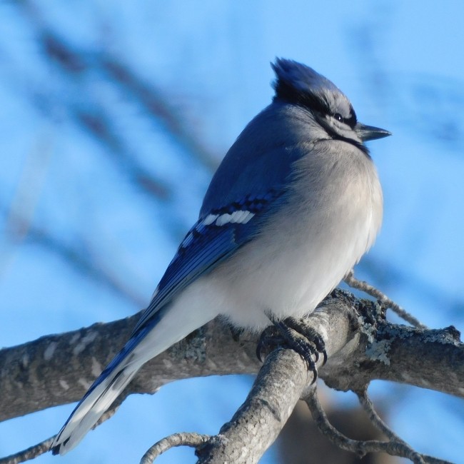 Blue Jay - ML615323517
