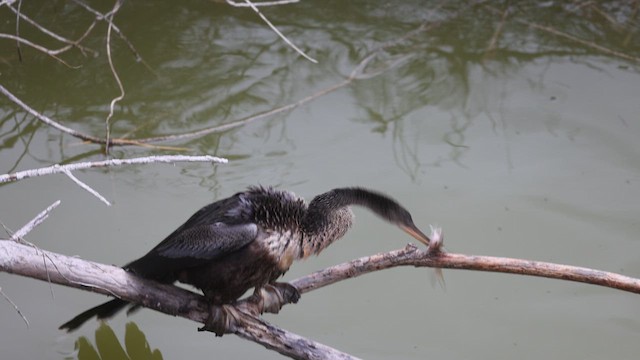 Anhinga - ML615323600