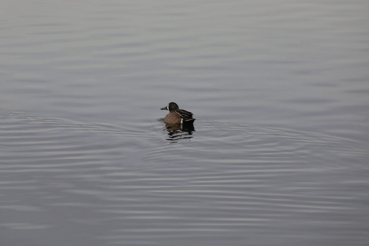 Blue-winged Teal - ML615323601