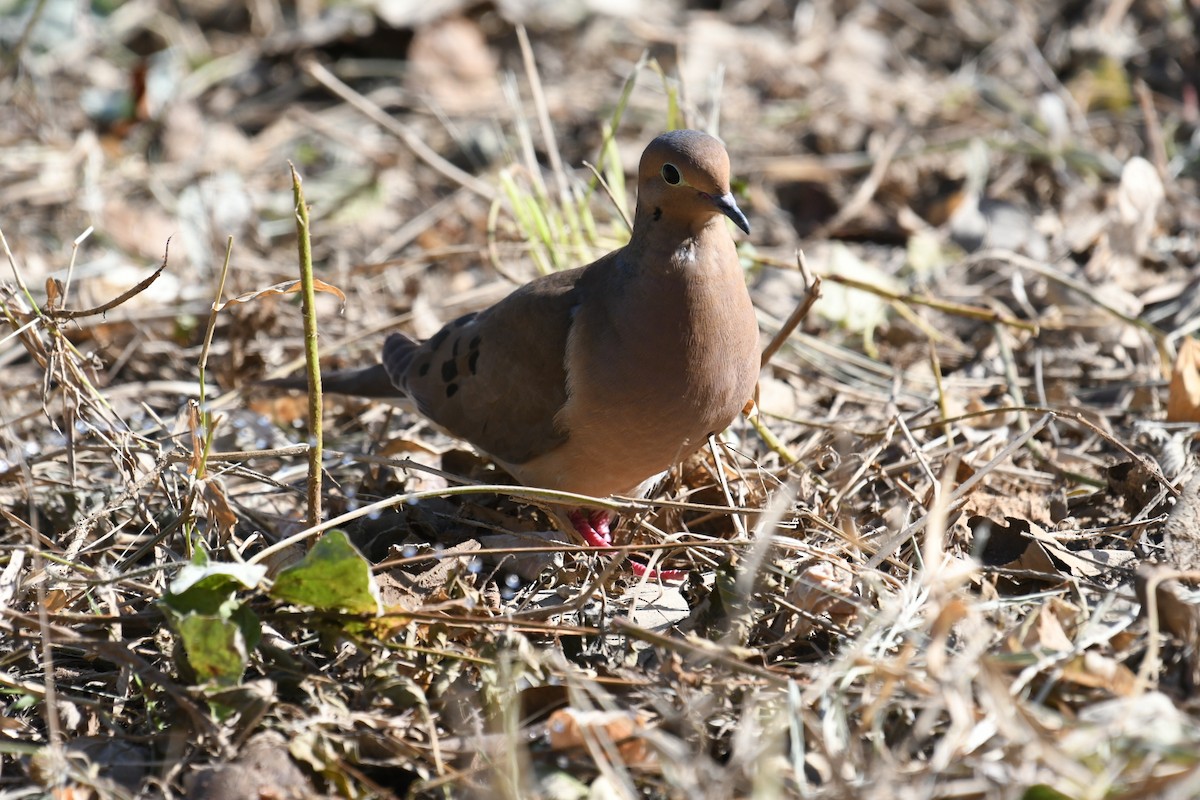 Mourning Dove - ML615323712