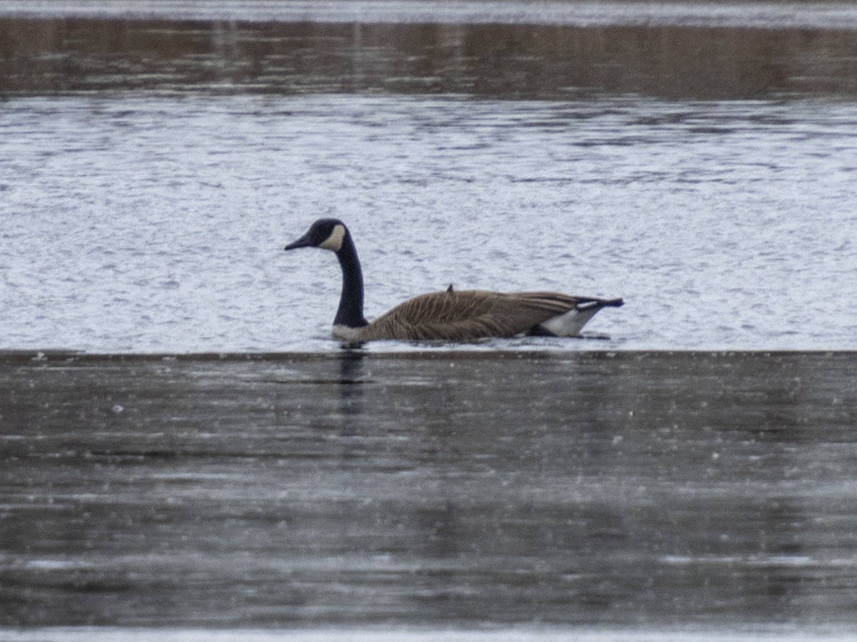 Canada Goose - ML615323745