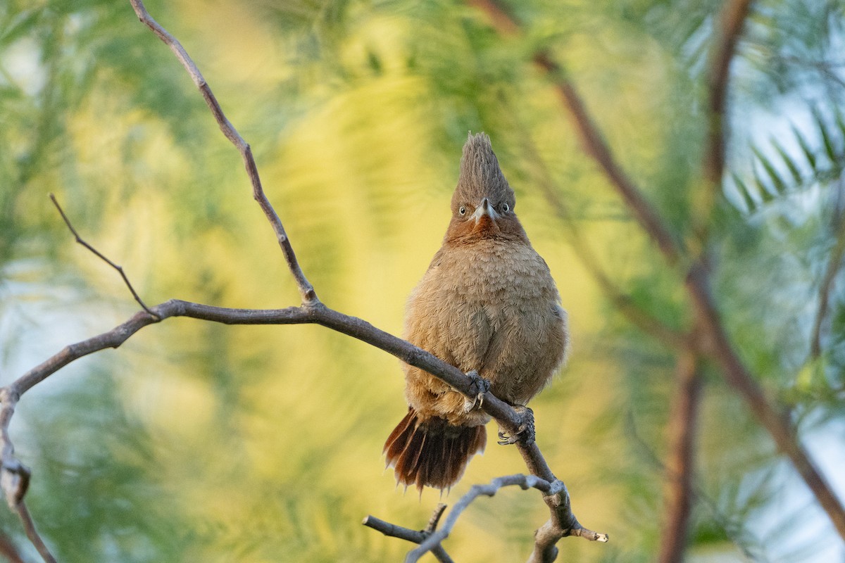 Brown Cacholote - ML615323749