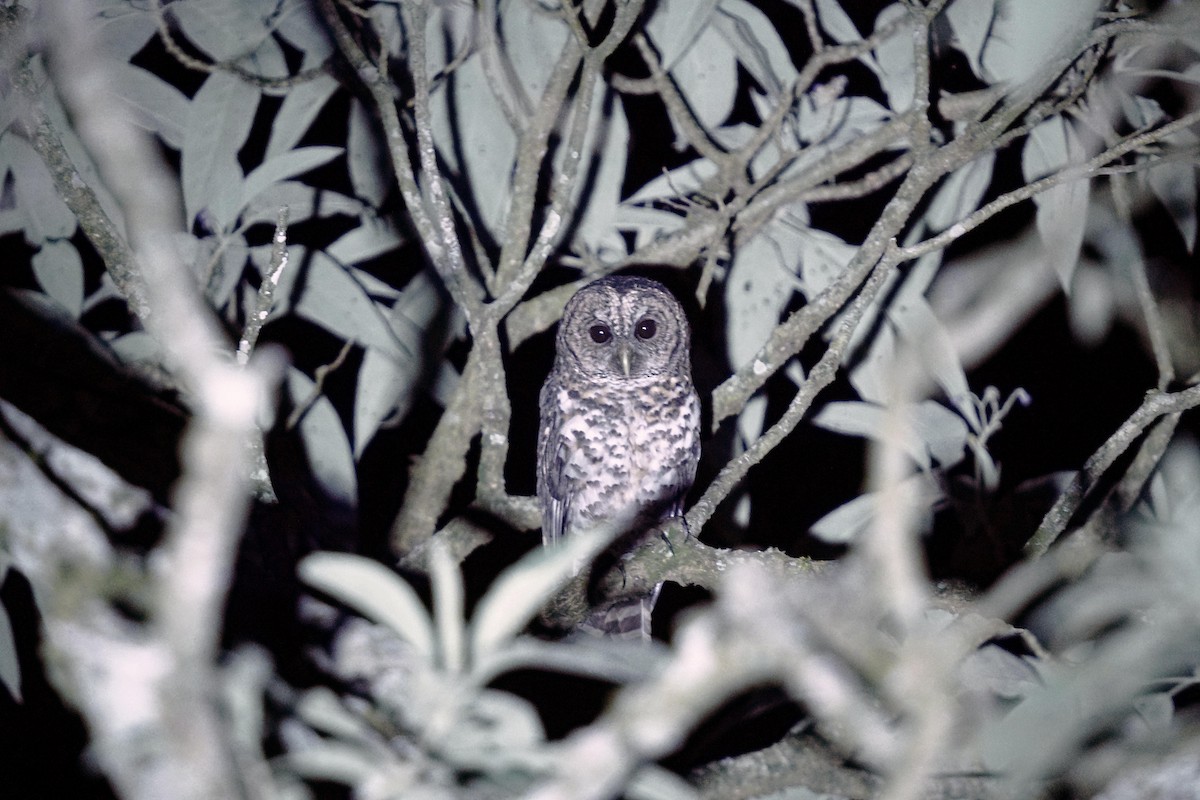 Rusty-barred Owl - Adrian Antunez