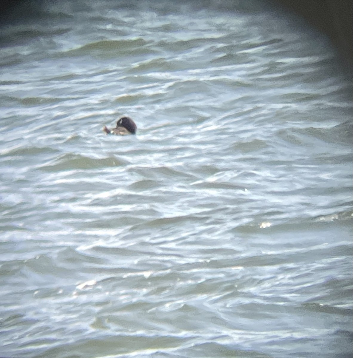 White-winged Scoter - ML615323780