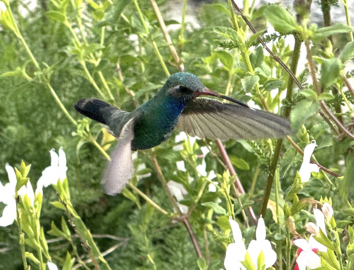 kolibřík širokozobý - ML615323786