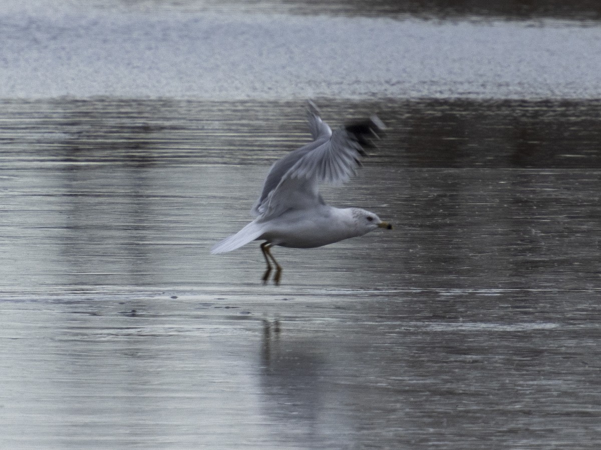 Ring-billed Gull - ML615323823