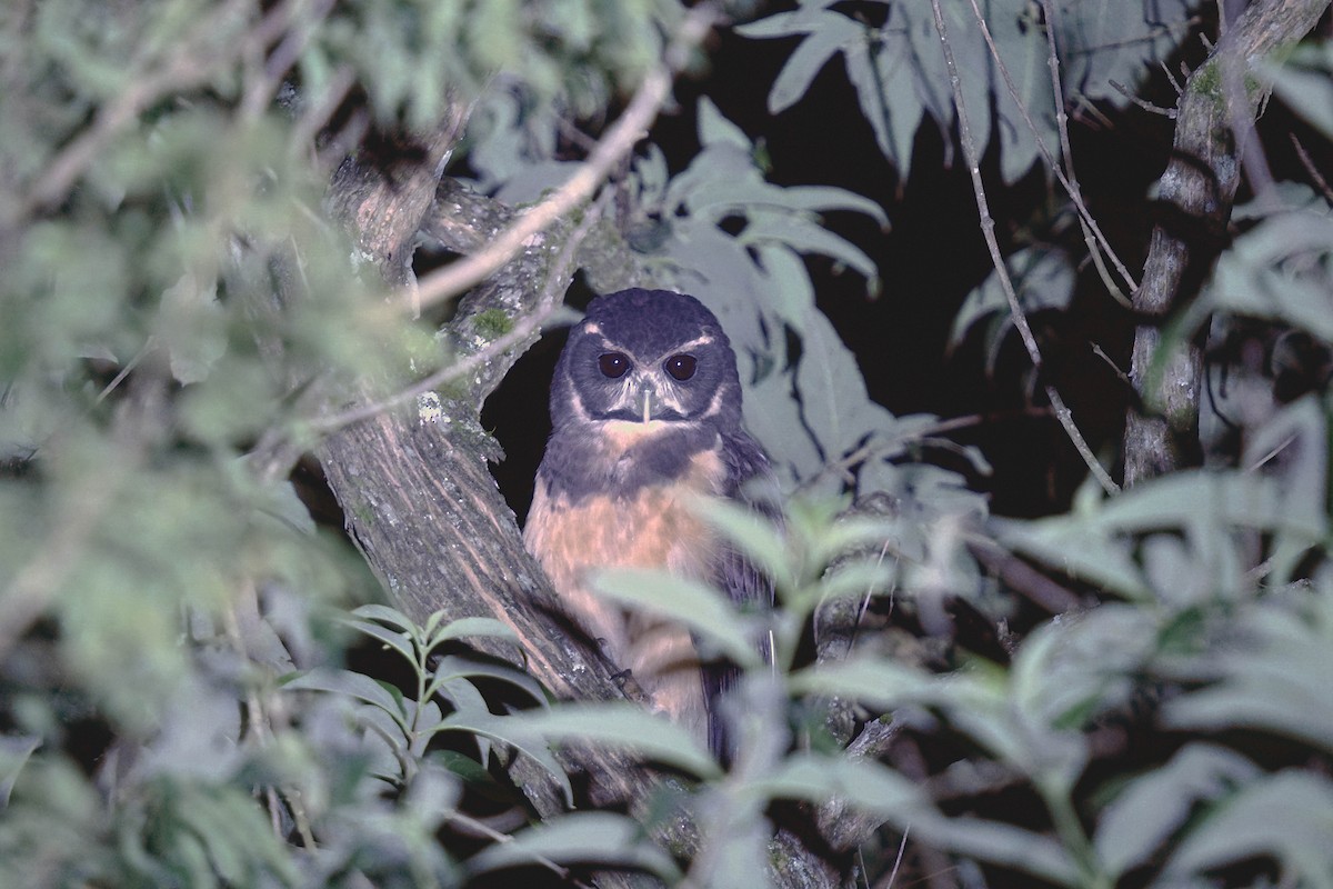 Tawny-browed Owl - Adrian Antunez