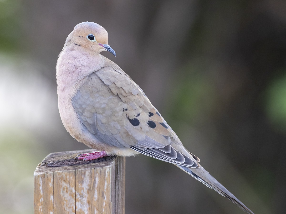 Mourning Dove - ML615323845