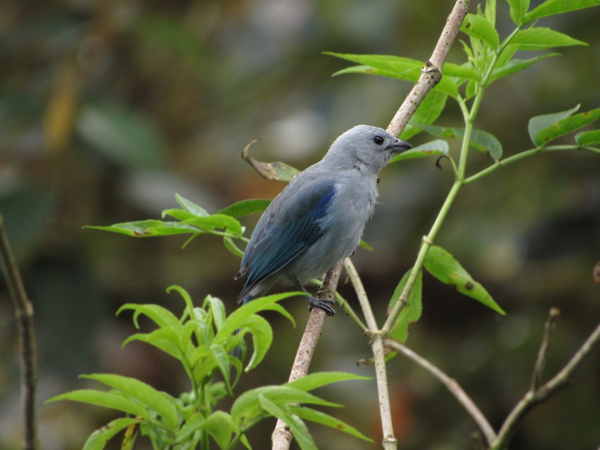 Blue-gray Tanager - ML615323883