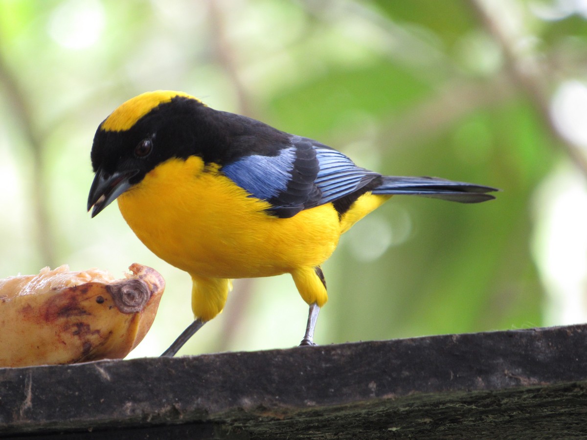 Blue-winged Mountain Tanager - ML615323906