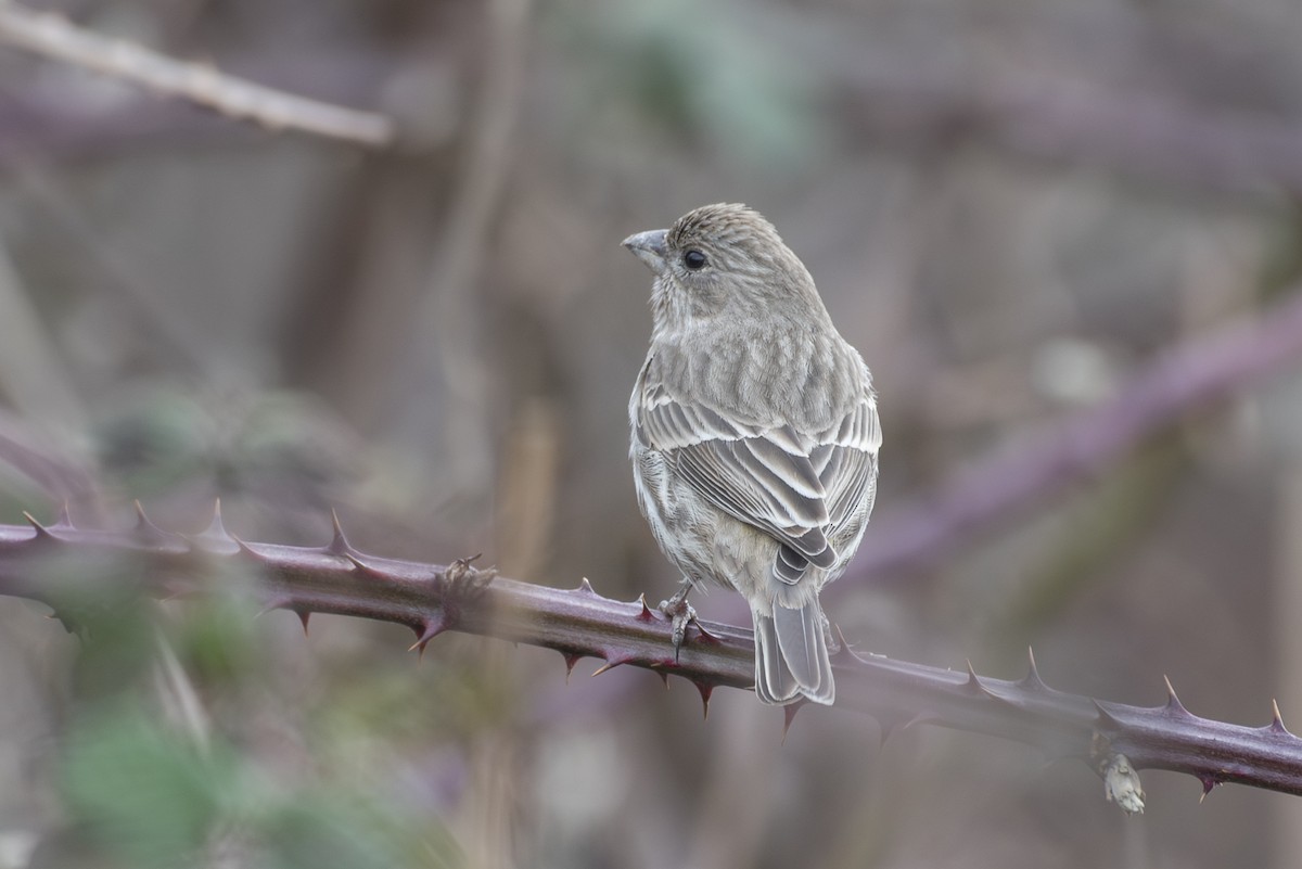 House Finch - ML615323932