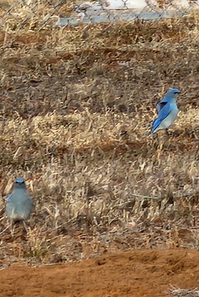 Mountain Bluebird - ML615323959