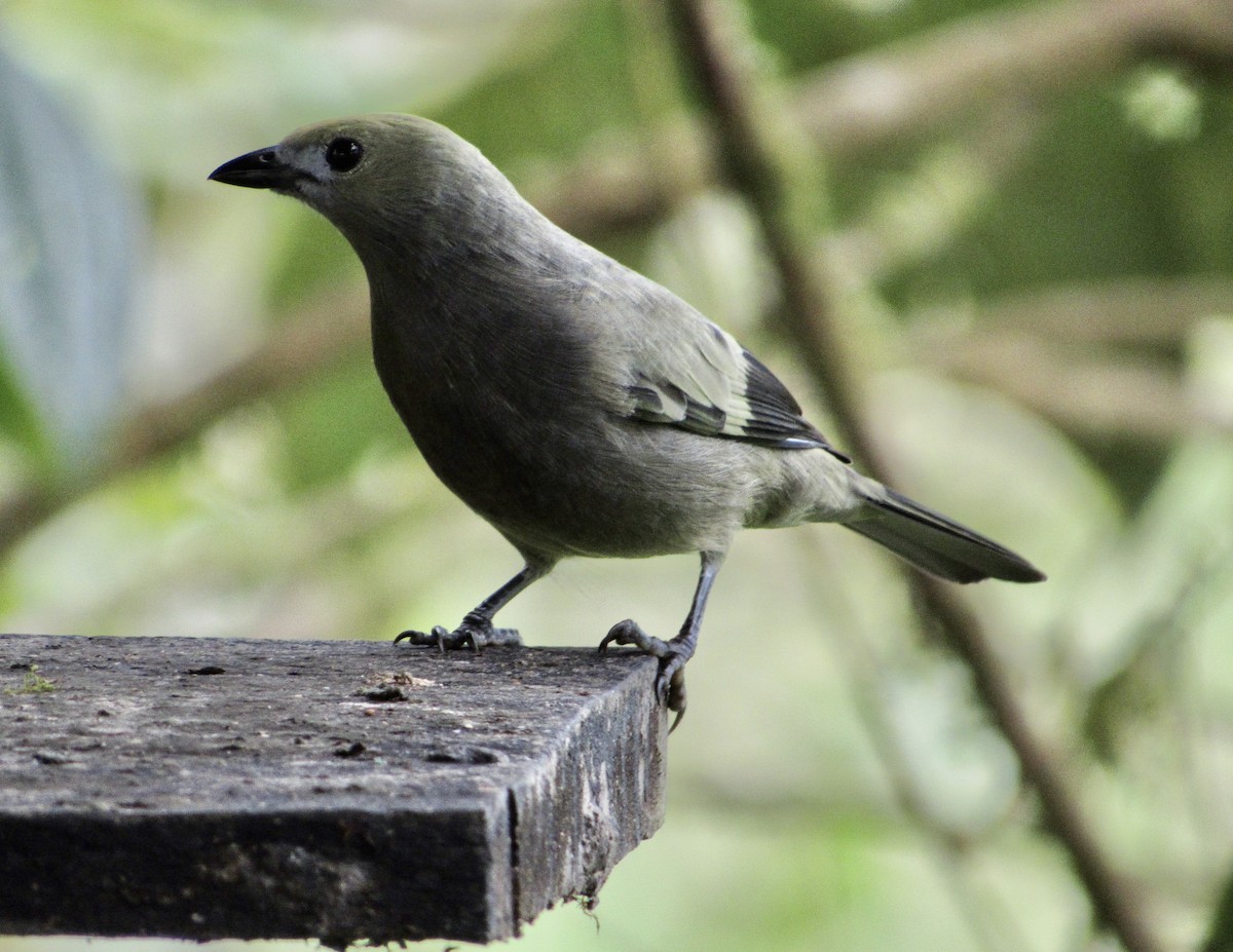 Palm Tanager - ML615323970