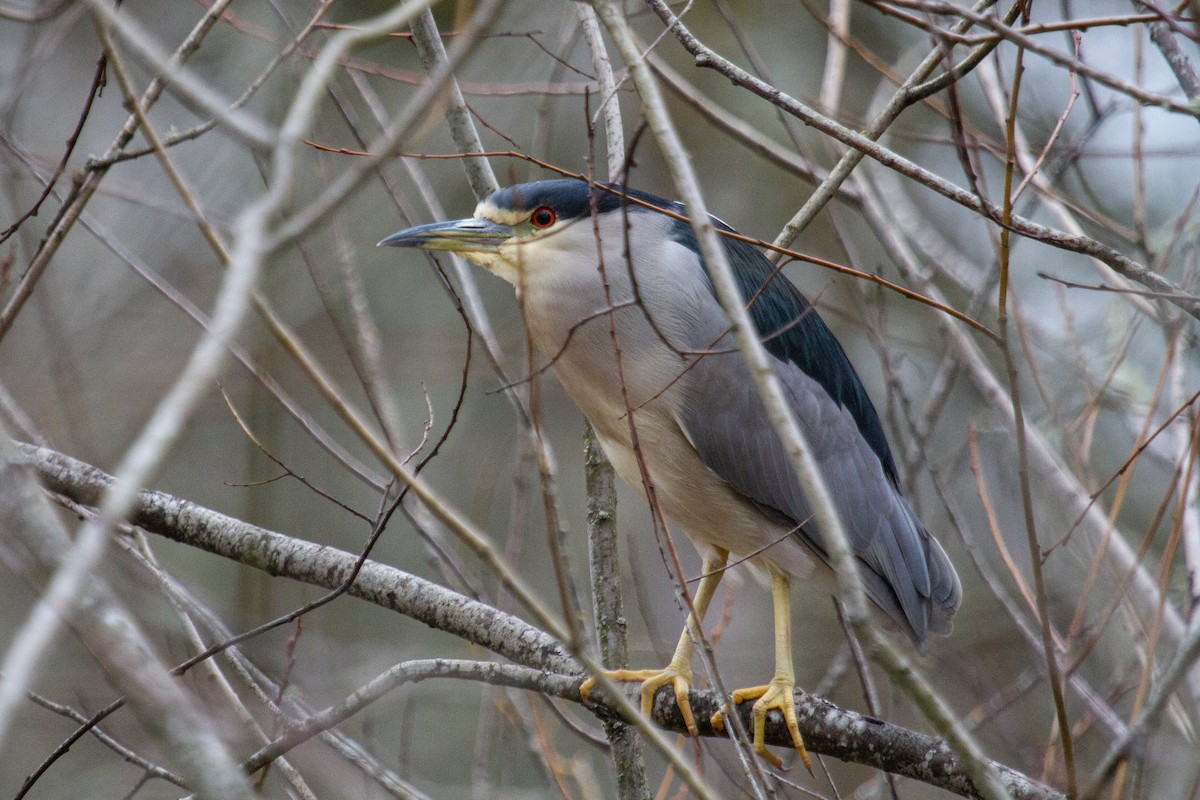 Black-crowned Night Heron - ML615324010