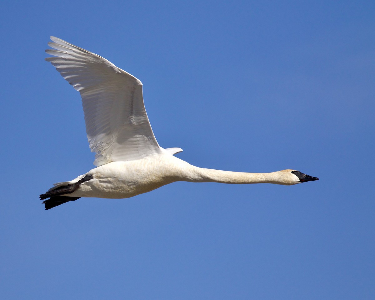 Trumpeter/Tundra Swan - ML615324014