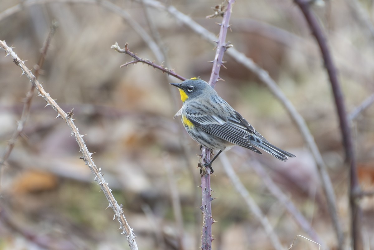 Yellow-rumped Warbler - ML615324045