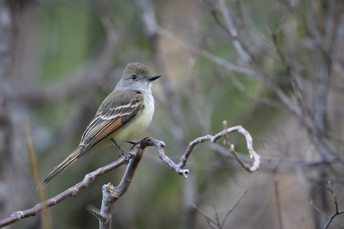 Nutting's Flycatcher - Sam Wilson