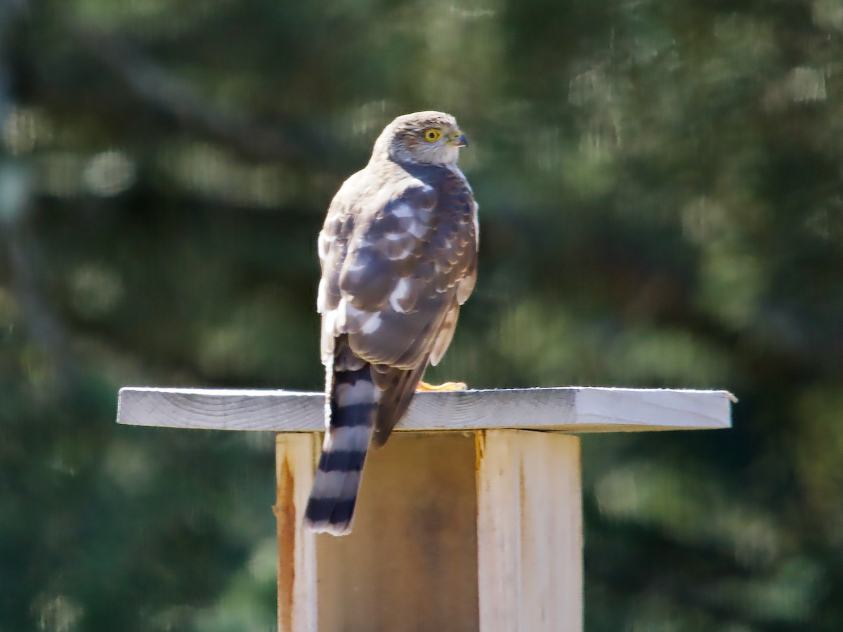 Sharp-shinned Hawk - ML615324077