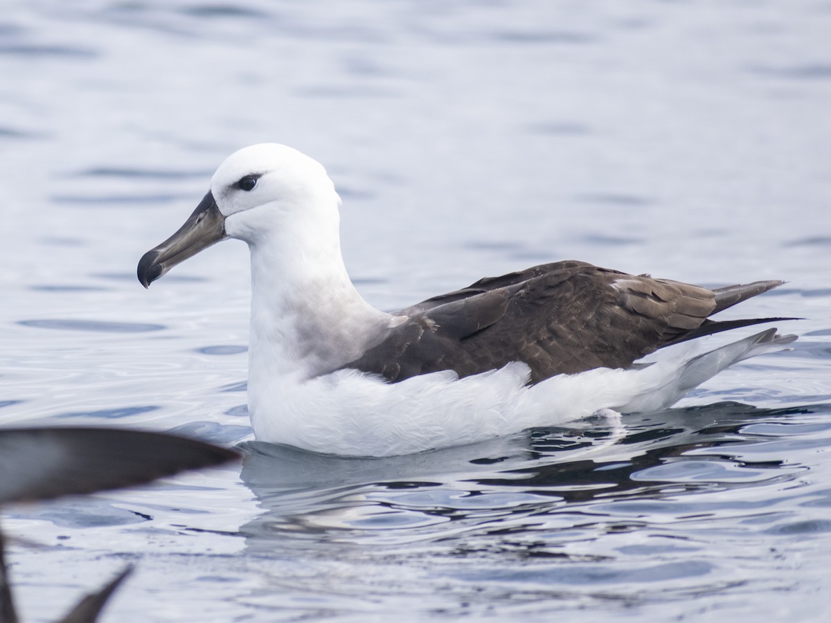 Black-browed Albatross - Daniela Diaz