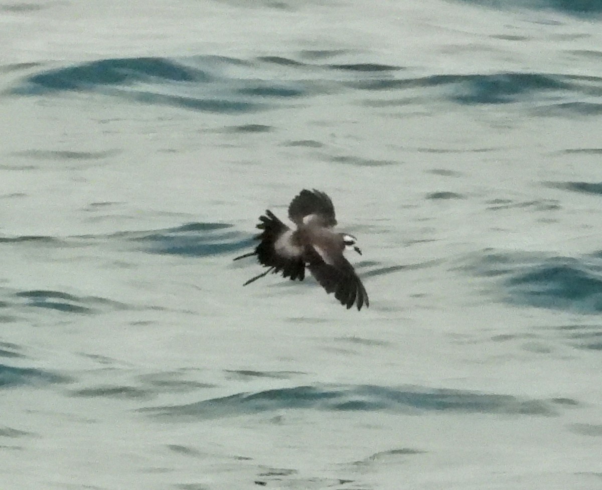 White-faced Storm-Petrel - ML615324180