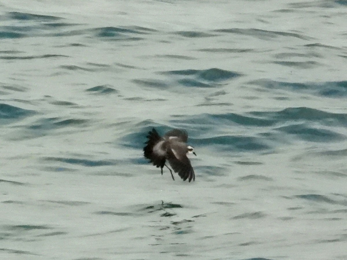 White-faced Storm-Petrel - ML615324182