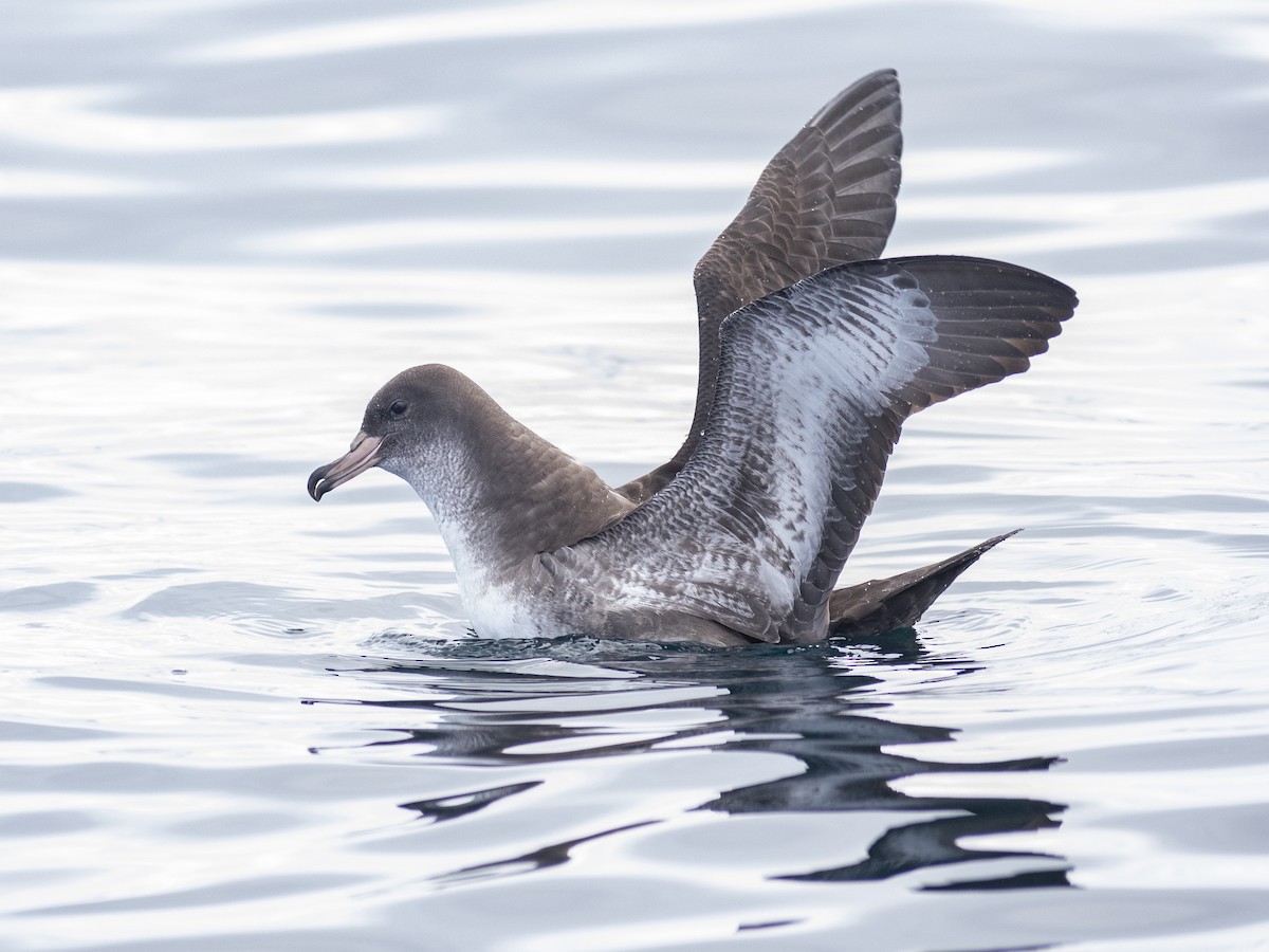 Pink-footed Shearwater - Daniela Diaz