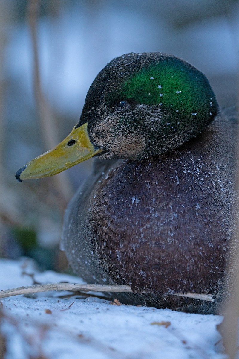 Mallard x American Black Duck (hybrid) - ML615324258