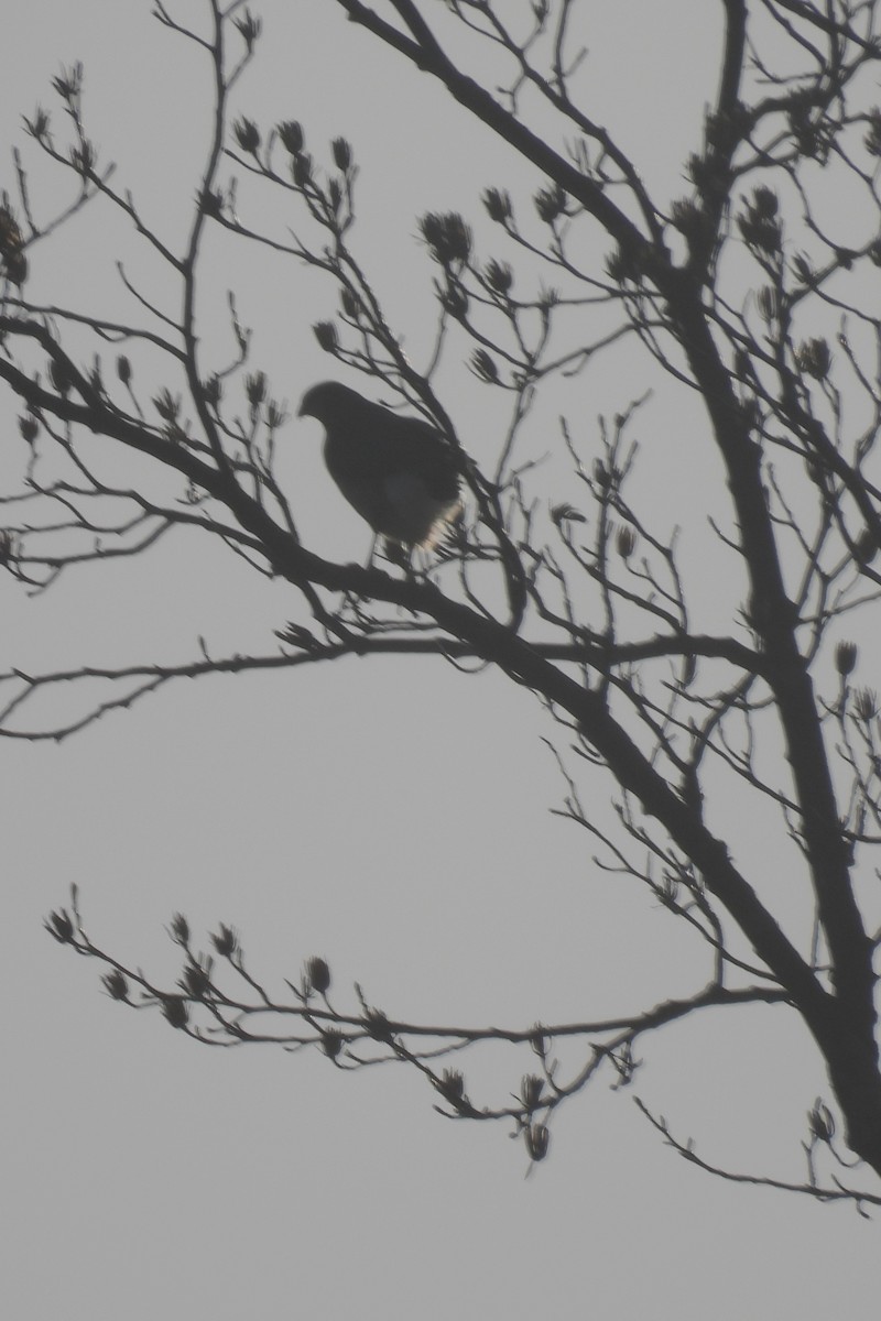 Sharp-shinned Hawk - ML615324297