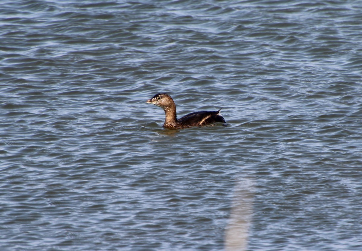 Pied-billed Grebe - ML615324316