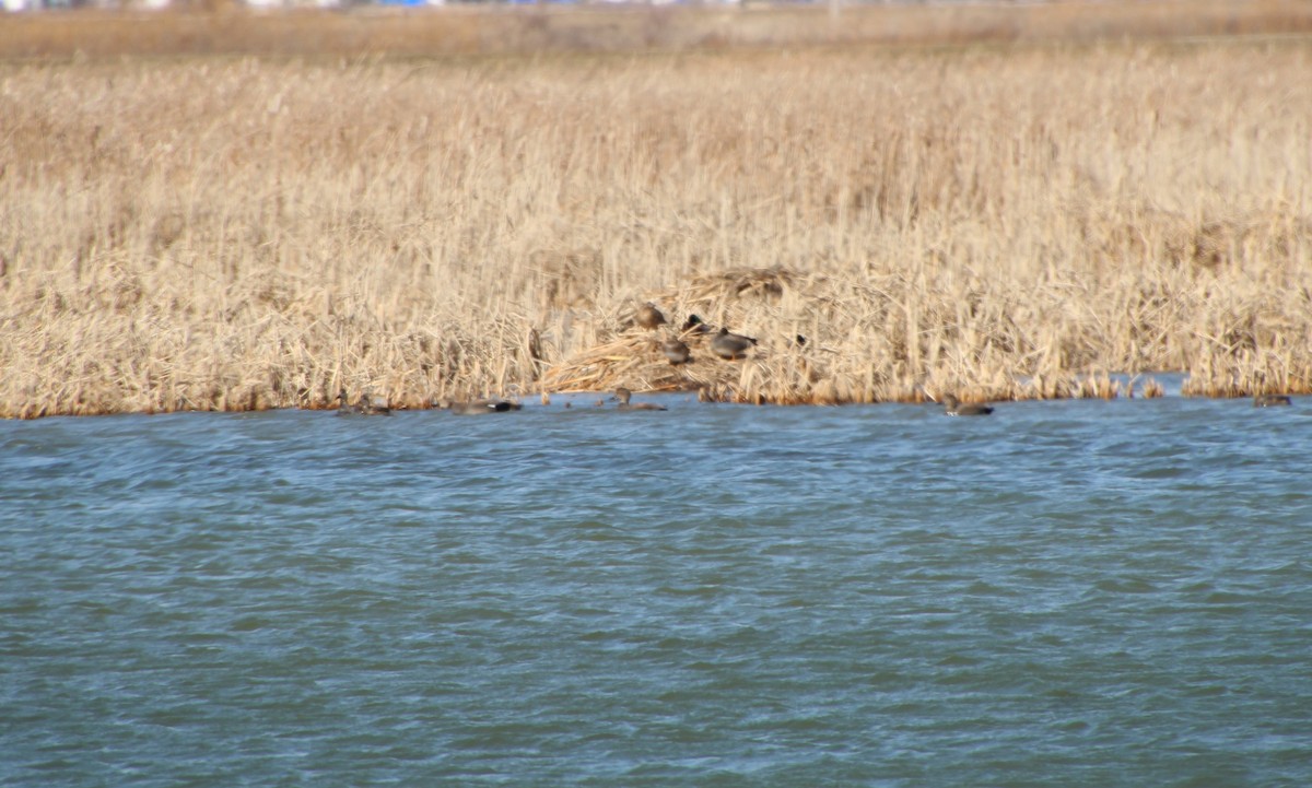 Gadwall - ML615324326