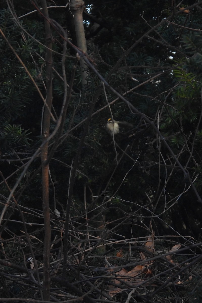 Golden-crowned Kinglet - ML615324357