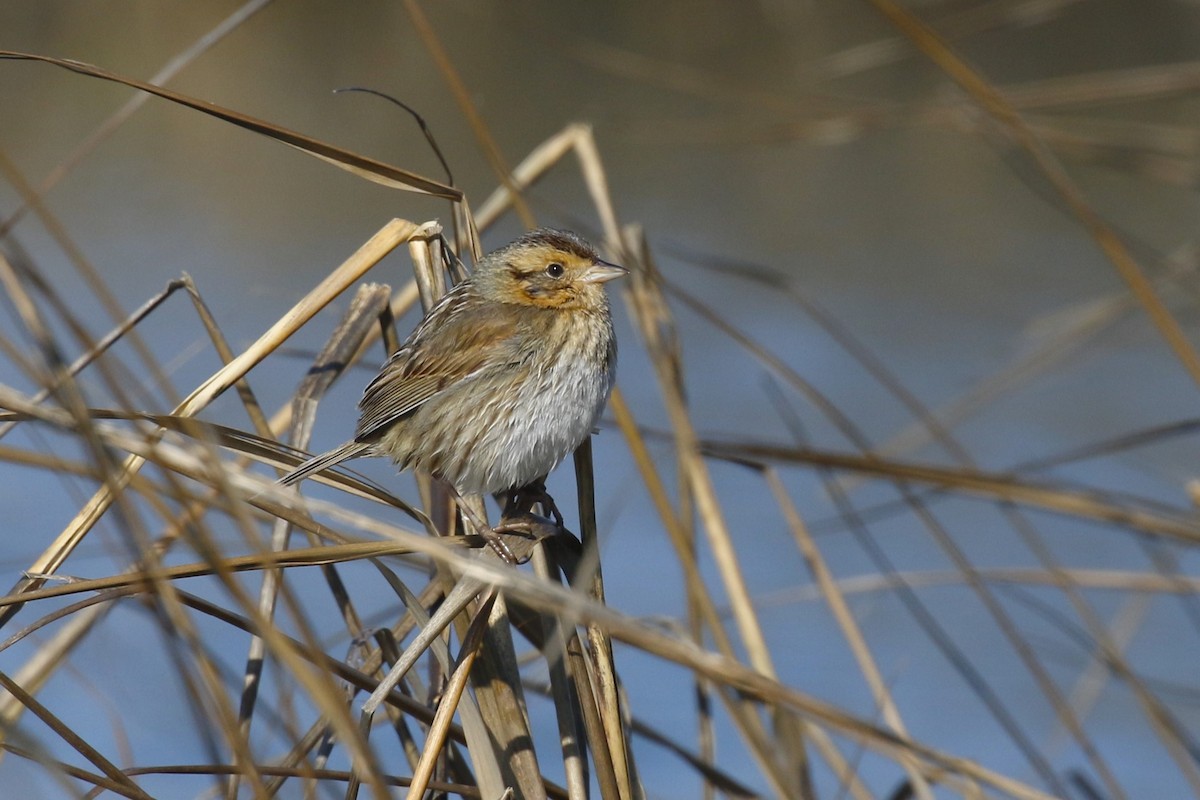 Saltmarsh Sparrow - ML615324395