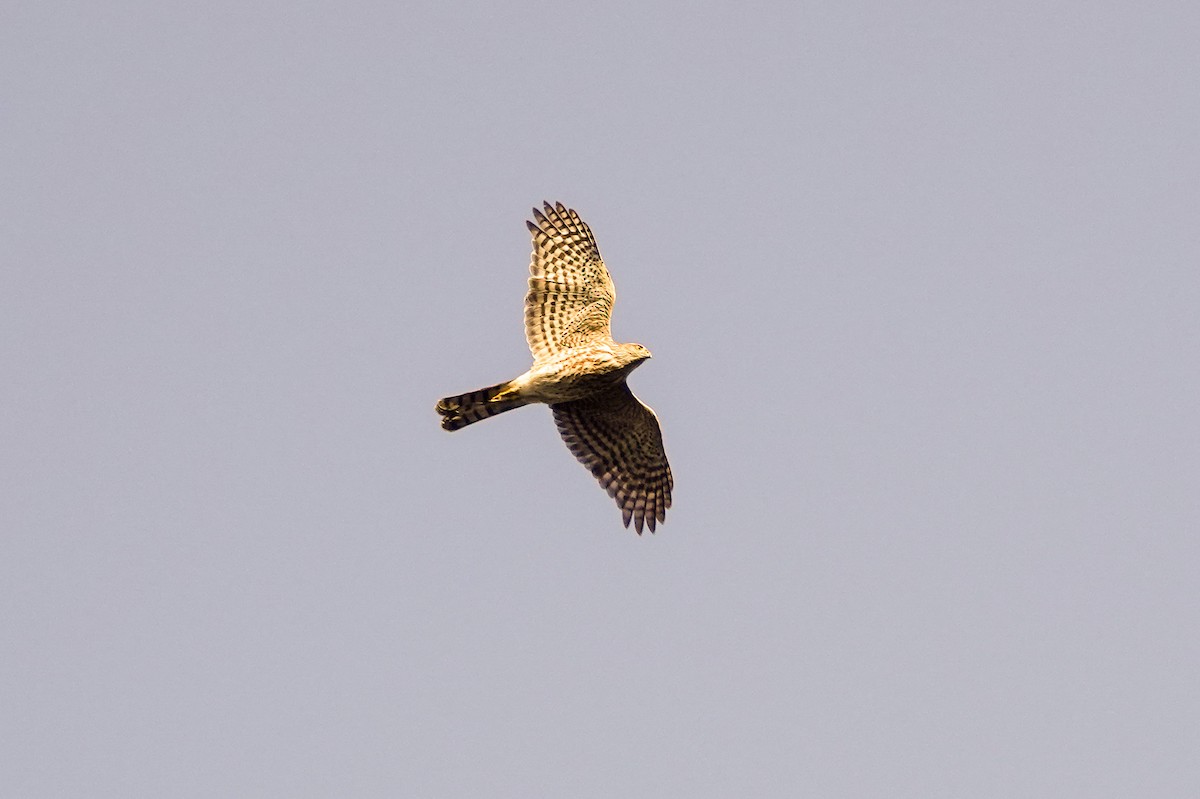 Sharp-shinned Hawk - Peter  Dy-Liacco