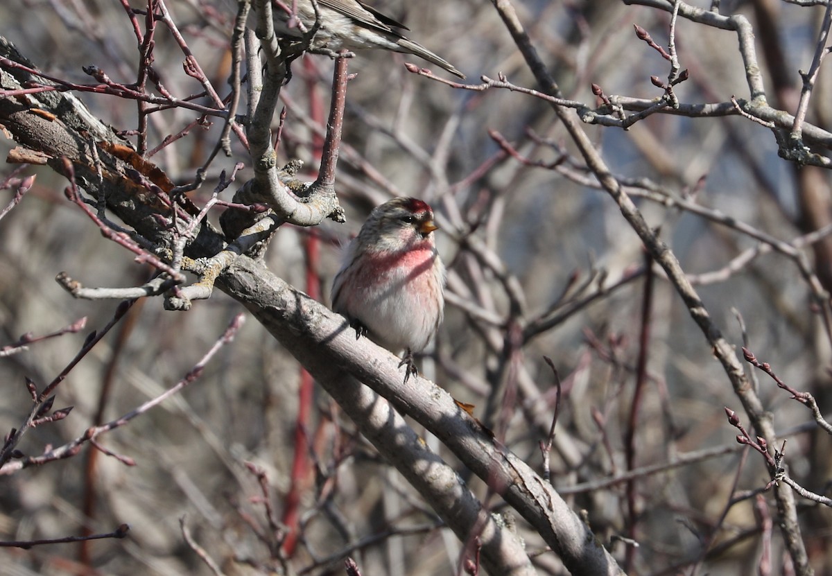 Common Redpoll - ML615324438