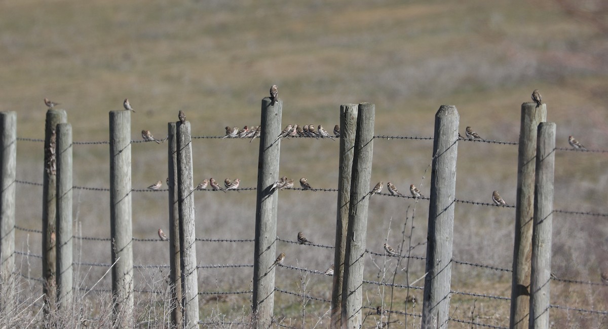 Common Redpoll - ML615324441